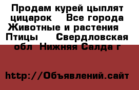 Продам курей цыплят,цицарок. - Все города Животные и растения » Птицы   . Свердловская обл.,Нижняя Салда г.